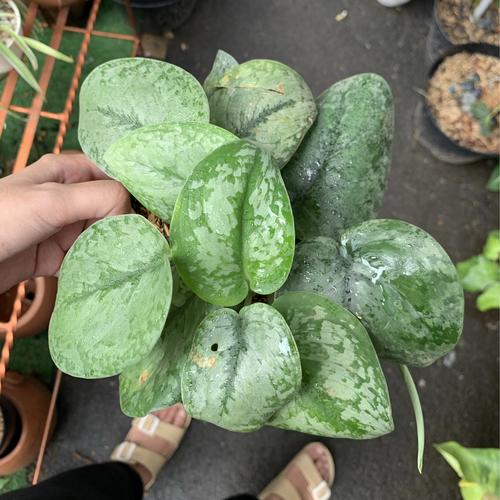 Foto Produk Tanaman hias Scindapsus Exotica dari We're close.