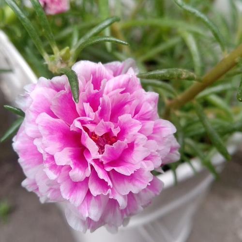 Gambar Mossrose / portulacca / krokot pink list putih dari tomosie Kab. Sleman Tokopedia