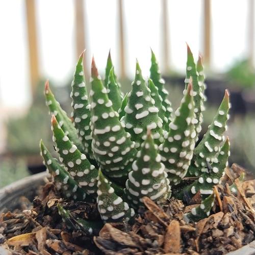 Foto Produk hawortia renwartii tanaman kaktus sukulen hias - Hitam dari KaktusBagus