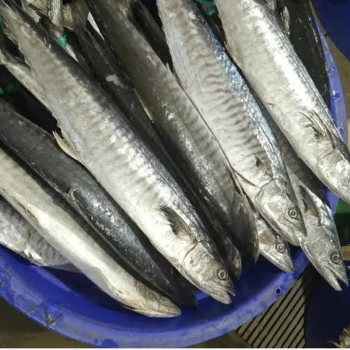 Jual Ikan Tenggiri Segar Jakarta Utara Ikan Laut Mu Tokopedia