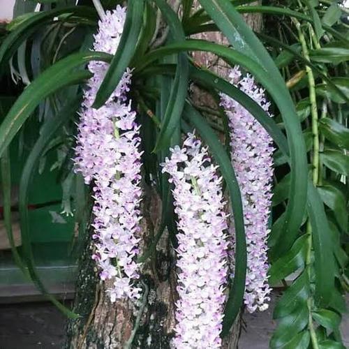 Gambar anggrek ricontilis retusa ekor tupai kondisi dewasa dan spike - sedang dari Kebun Herbal Organik Jakarta Pusat Tokopedia