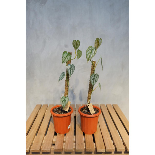 Foto Produk Philodendron Brandtianum dari RainFall by Curah Hujan