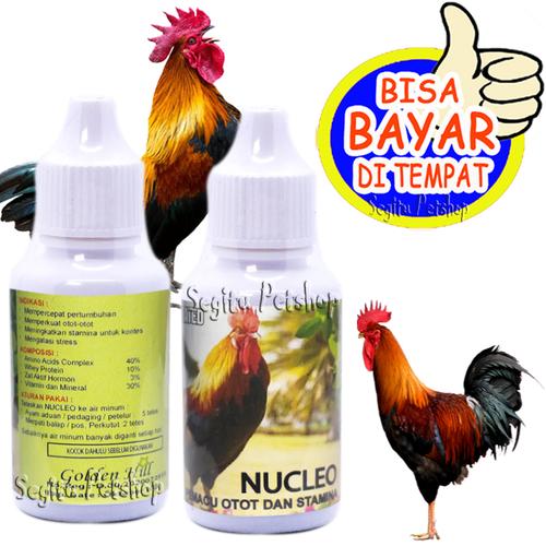 6400 Koleksi Gambar Burung Ayam Jantan Gratis Terbaik