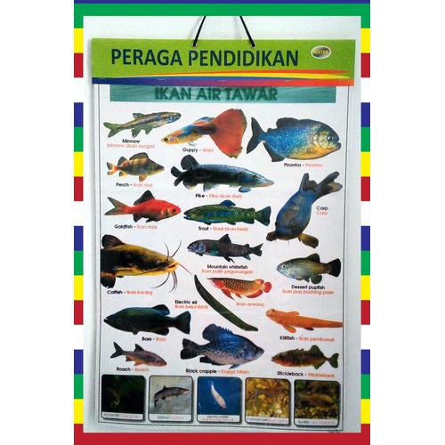 84 Koleksi Gambar Binatang Air Tawar Gratis Terbaru