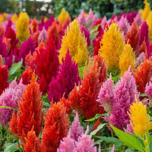 Foto Produk 10 Seeds - Celosia Pampas Plume Mix Haira Seed Biji Benih - SR0154 dari Anneui Shop