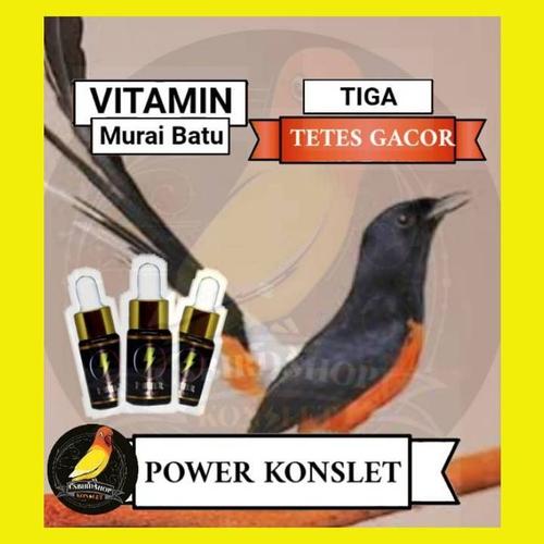Vitamin Khusus Yang Akan Membuat Murai Batu Semakin Fit Hobi Burung Burung Hewan Hutan