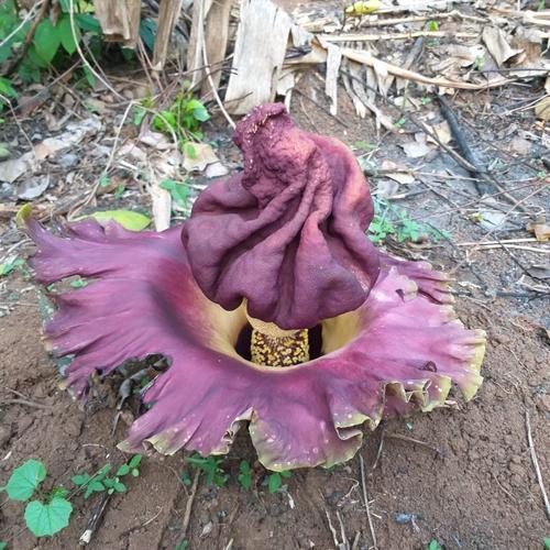 Jual Bibit Umbi Bunga Bangkai Umbi Kab Bandung Barat Cagarherbal Tokopedia