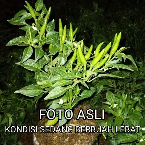 Gambar Bibit Tanaman Cabe Rawit Pohon Cabe Bibit Cabe Rawit Bibit Cabai dari Kebun Tin Mustika Jaya Kota Bekasi Tokopedia