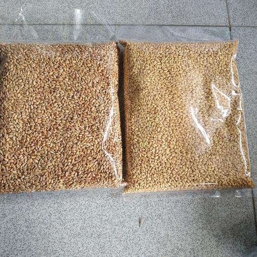 Foto Produk Catgrass Wheatgrass Benih Gandum Utuh 1 kilogram - Cokelat dari Vatonee Farm