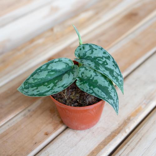 Gambar Scindapsus Sp. 1 dari RainFall by Curah Hujan undefined Tokopedia