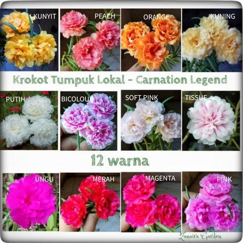 Gambar Krokot Tumpuk 12 Warna (perwarna) dari Zunaira Garden Kab. Kulon Progo Tokopedia
