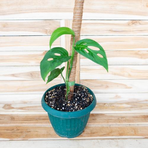 Foto Produk Monstera Lechleriana dari RainFall by Curah Hujan