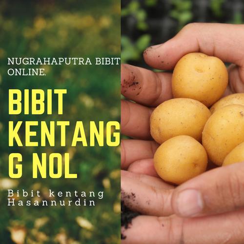 Jual 1000 knol/ biji Bibit /benih kentang G0 varietas granola l