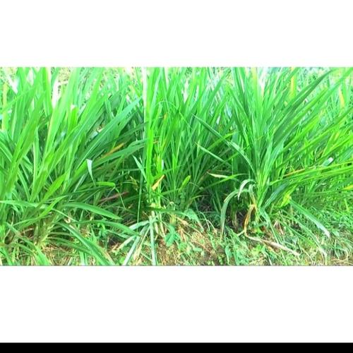 Jual bibit rumput odot pakan sapi, kambing per-batang - Kab. Tangerang ...