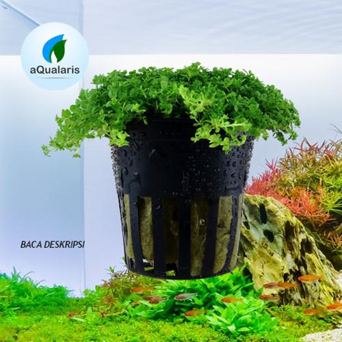 Foto Produk Hemianthus Cuba dari Aqualaris