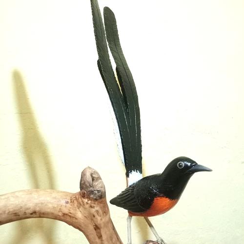 990 Koleksi Gambar Burung Murai Gratis Terbaru