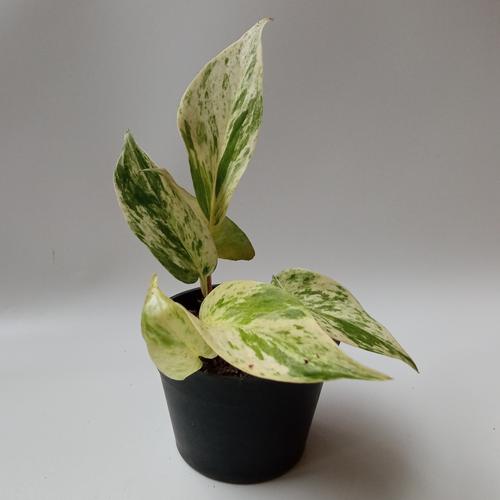 Foto Produk Epiprenum Marble Queen dari Nusa Hijau20