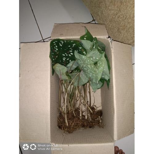 Jual Tanaman Hias Keladi Red Star Keladi Merah Star Caladium Isi 10 Kab Pangandaran Tialamkuring Tokopedia