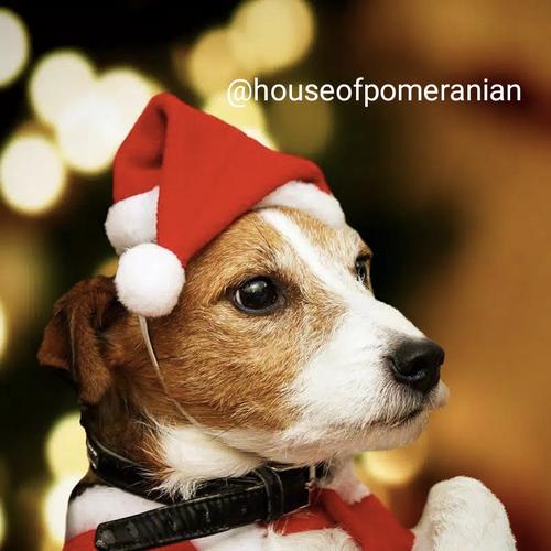 Jual topi natal anjing kucing dog santa 
