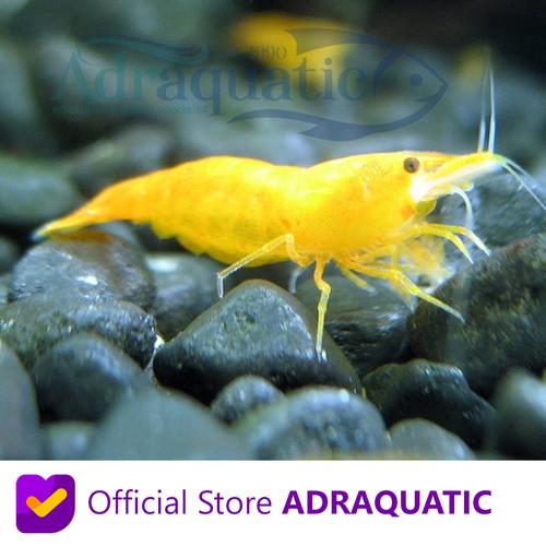 Foto Produk UDANG HIAS YELLOW SHRIMP NEOCARIDINA AIR TAWAR - 2.5 CM dari ADRAQUATIC
