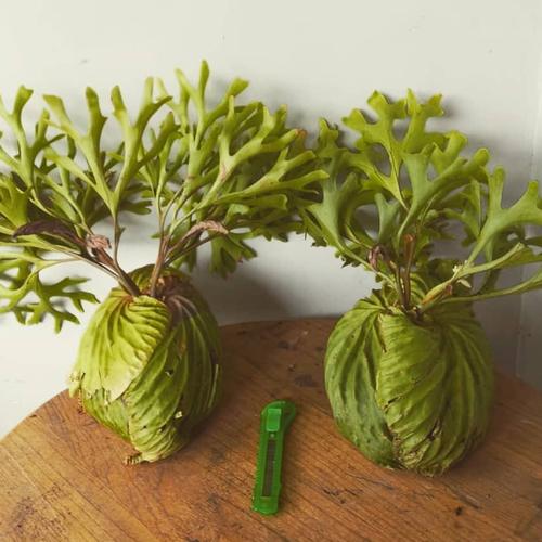 Jual Platycerium Ridleyi Medium Size Kab Tabalong Adnanfern Tokopedia