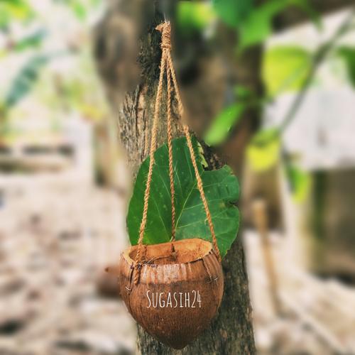 Gambar Pot sabut kelapa gantung dari PRODUK SABUT KELAPA Kab. Kebumen Tokopedia