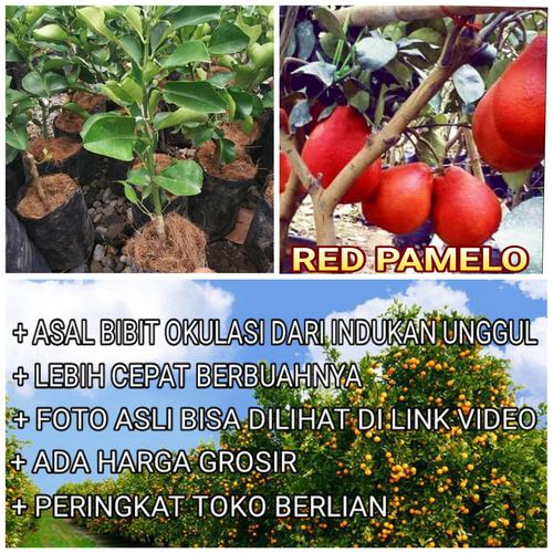 Foto Produk Bibit Jeruk Pamelo Merah Pohon Jeruk Pamelo Merah Original Flora dari ORIGINAL FLORA