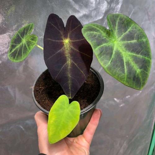 Foto Produk TANAMAN HIAS ALOCASIA BLACK BEAUTY dari Fania D'Shop
