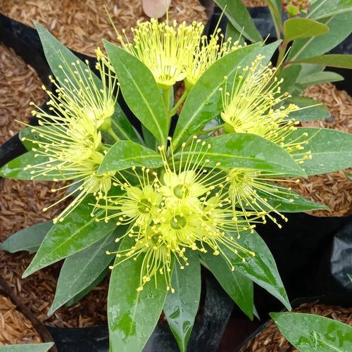 Jual Bibit Bunga Santos Lemon Pakan Ternak Lebah Kab Kediri Java Market Tokopedia