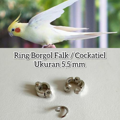 440 Koleksi Gambar Burung Falk Terbaik