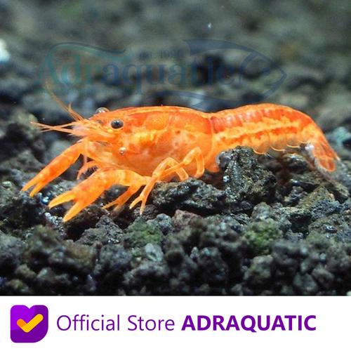 Foto Produk UDANG HIAS MEXICO ORANGE MEKSIKO DWARF MEXICAN CRAYFISH AIR TAWAR - 3 CM dari ADRAQUATIC