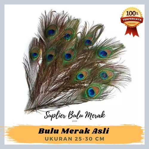 880 Gambar Burung Merak Asli HD Terbaik