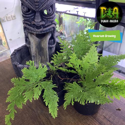 Foto Produk tanaman vivarium Forrest Fern Type A dari Dunia Anura