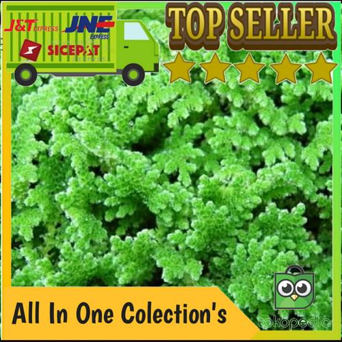 Jual bibit azolla microphylla 1 Kg - Azolla Pinata - Kab. Pangandaran ...