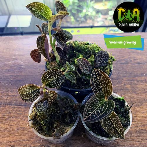 Foto Produk Anoectochilus Reinwardtii - Anggrek Tanah - Jewel Orchid dari Dunia Anura