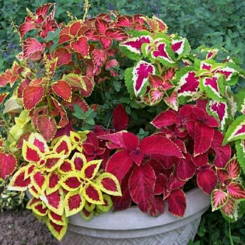 Foto Produk PROMO! 4 pcs Tanaman Hias Miana Coleus Hybridus Mix Warna/miana murah dari misyanshop