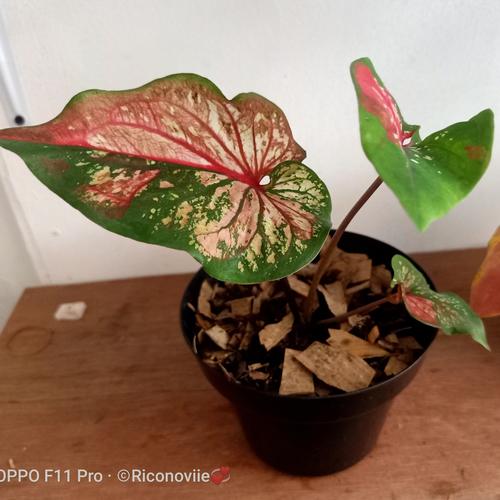 Tanaman Roudis Color Jual tanaman hias redwhite series cantik - Kota Depok - Taman joglo ...