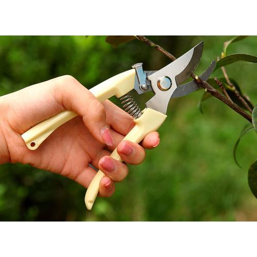 Foto Produk Gunting dahan ranting kebun taman dari rjStores