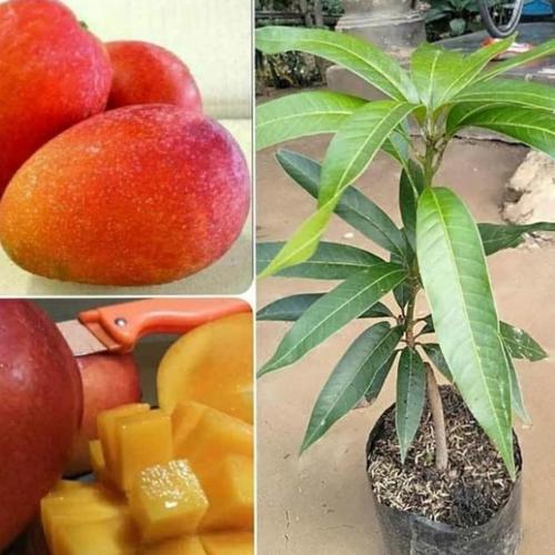 Foto Produk bibit tanaman buah mangga Yuwen dari Sri Rejeki Bibit