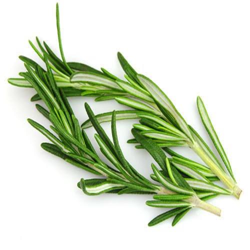 Foto Produk Fresh Rosemary / Daun Rosemary Segar 25gr dari Bliss Kitchen Jakarta