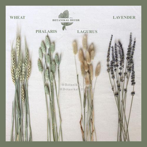 Foto Produk Dried Flower IMPORT phalaris lavender lagurus wheat gandum bunga asli - Lavender dari Botanikal_Decor.id