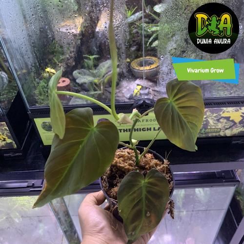 Foto Produk Tanaman Vivarium Philodendron micans dari Dunia Anura