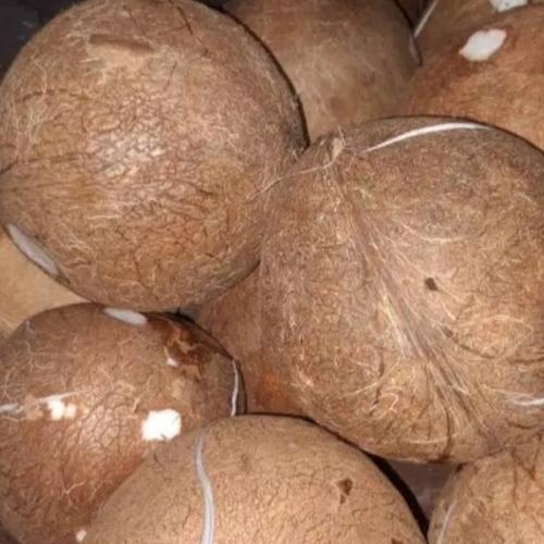 Jual Kelapa Tua Utuh Jakarta Barat Up Date Import Tokopedia