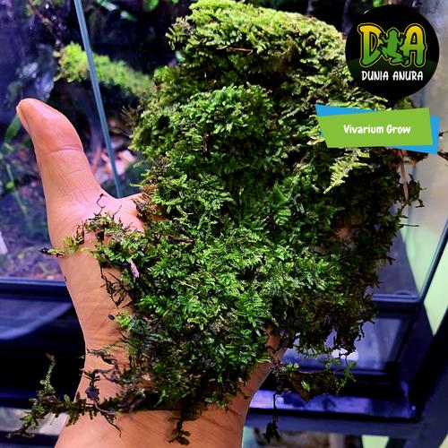 Foto Produk Forrest Moss Vesicularia Montagnei (Weeping moss darat) dari Dunia Anura
