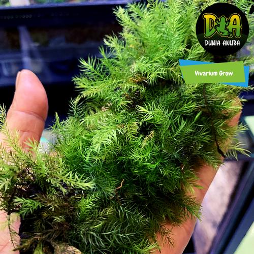 Foto Produk Forrest moss Polytrichum dari Dunia Anura