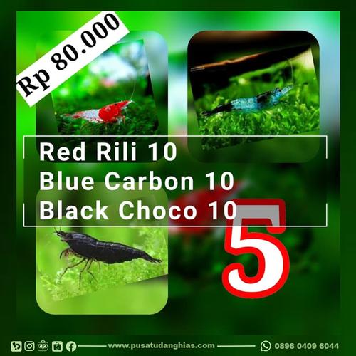 Foto Produk PAKET NEO 5 Udang Hias murah - Pusat Udang Hias - Combat Shrimp dari ARYA aquatic