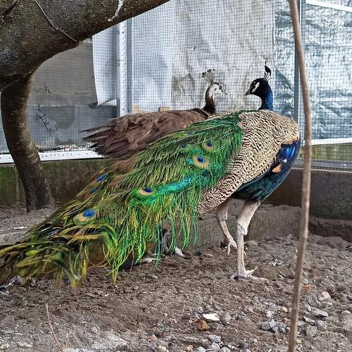 61 Gambar Burung Merak Biru Gratis