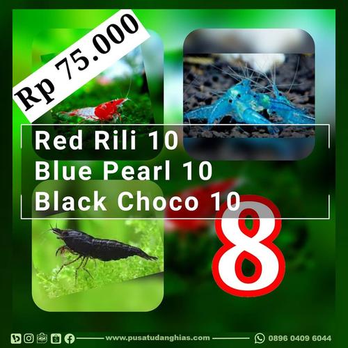 Foto Produk PAKET NEO 8 Udang Hias murah - Pusat Udang Hias - Combat Shrimp dari ARYA aquatic