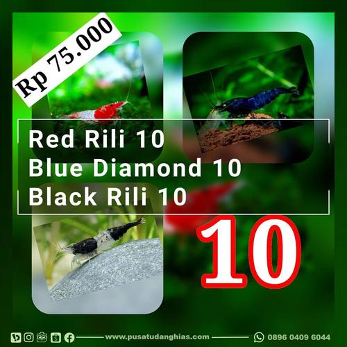 Foto Produk PAKET NEO 10 Udang Hias murah - Pusat Udang Hias - Combat Shrimp dari ARYA aquatic