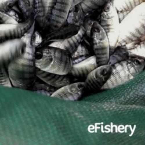 Gambar eFisheryFresh Ikan Nila - Bandung - Merah dari eFishery Kota Bandung Tokopedia